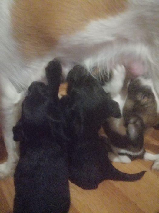 Отдам щенков тазы в хорошие руки!