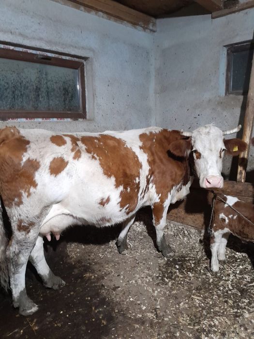 Vând două vaci cu viței