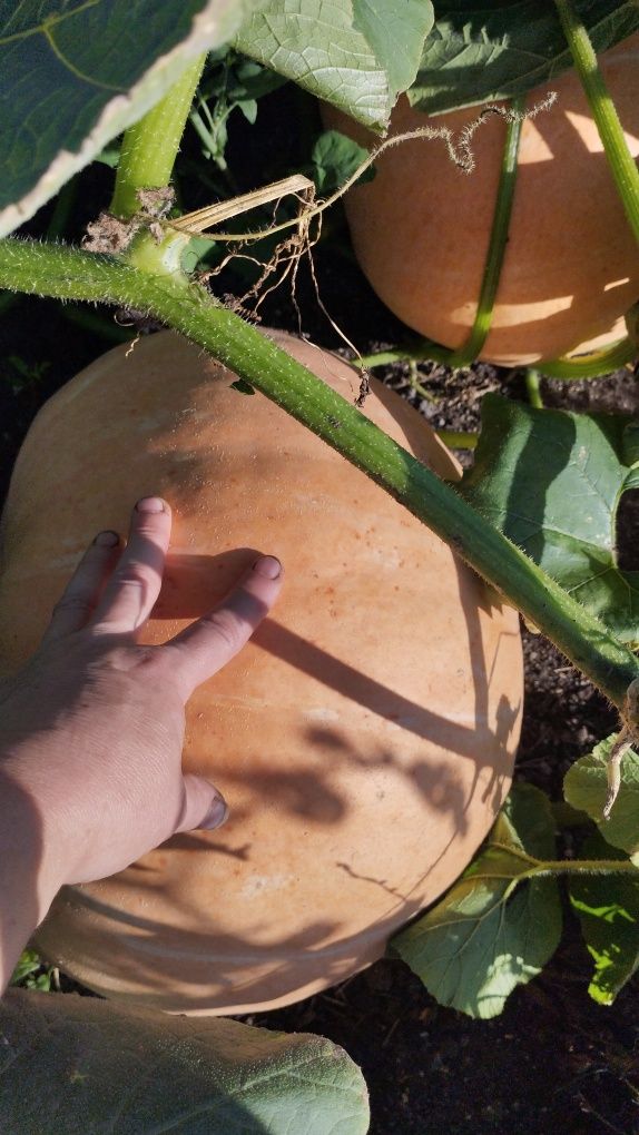 Продам картофель, тыква и тд.