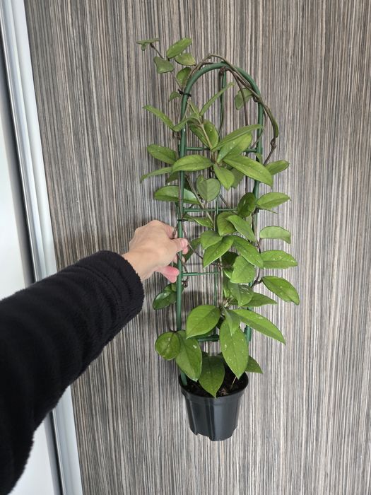 Hoya Carnosa, Lacrima Maicii Domnului cu pedunculi