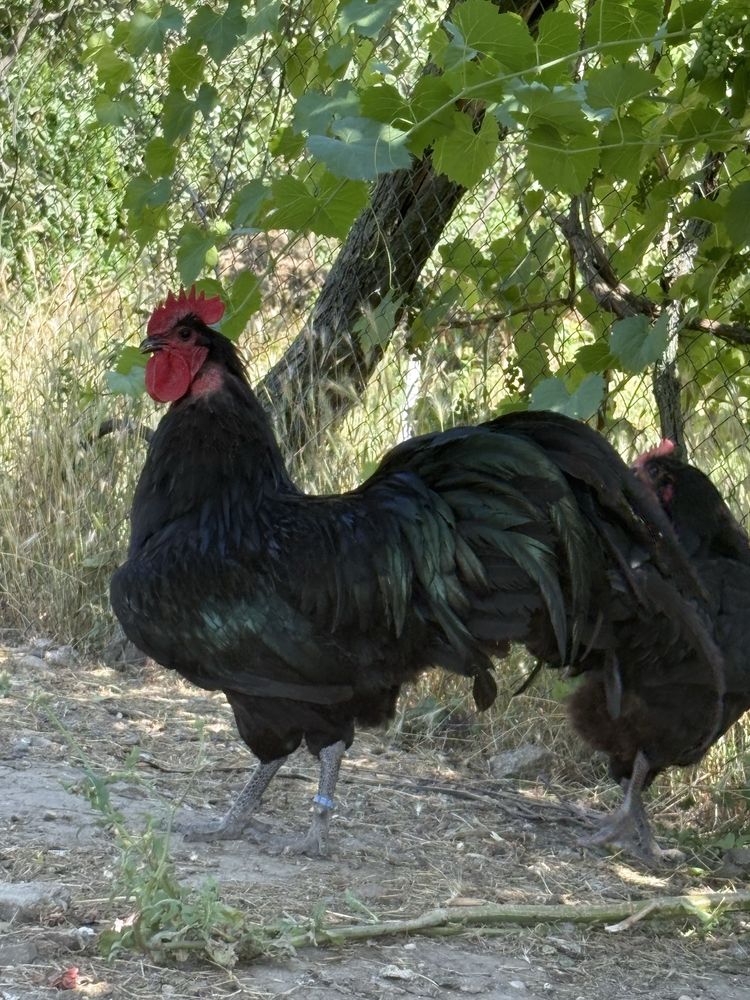 Cocosi australorp negru