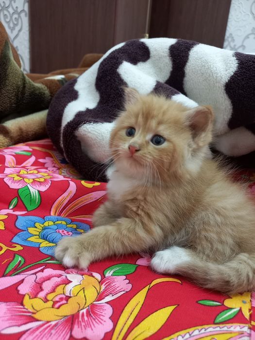 Продаются породистые котята