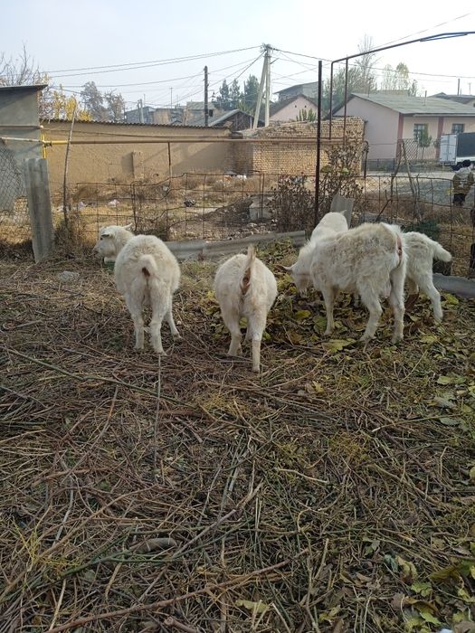 Козочки зааненской молочной породы