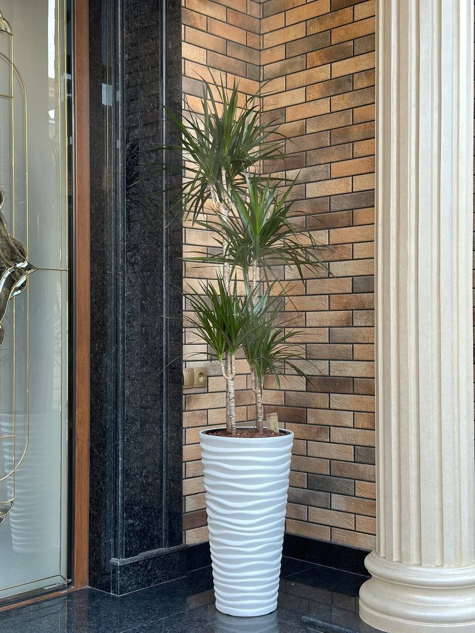 Растение для дома и офиса