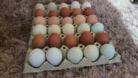 Ouă incubat Araucana / Ameraucana / Marans / Australorp