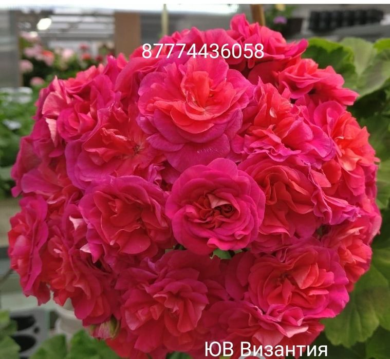 Продам укоренённые черенки пеларгонии