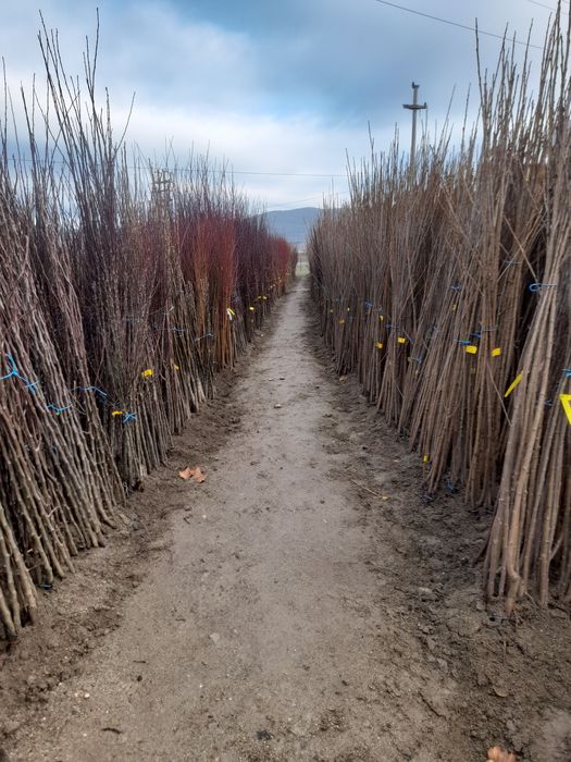 Vând pomi fructiferi categoria 1