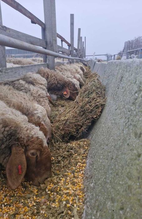 Овце млечно направление