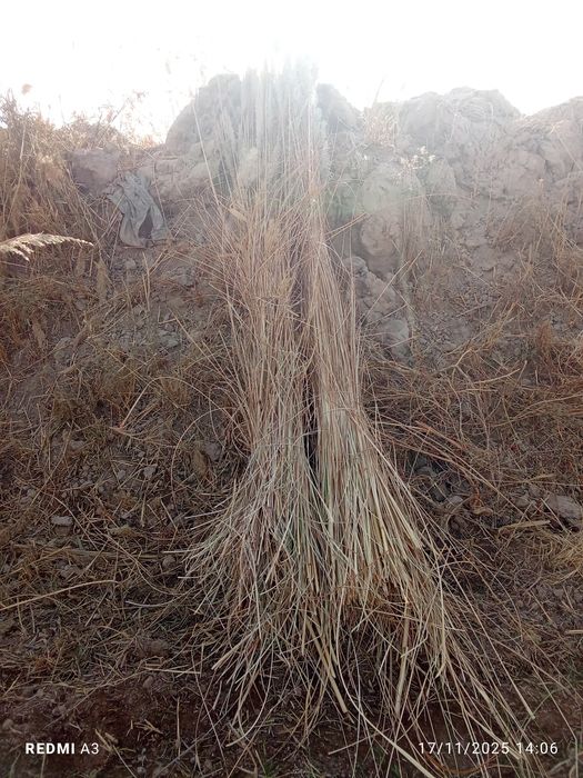 Qoʻpa qamish sotiladi kultasi 15 ming soʻm kelishiladi