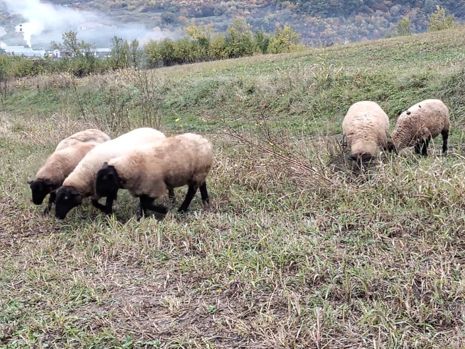 Oi Suffolk,mame gestante și tineret