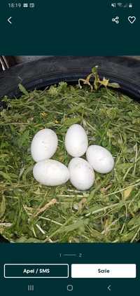 Ouă pentru incubație