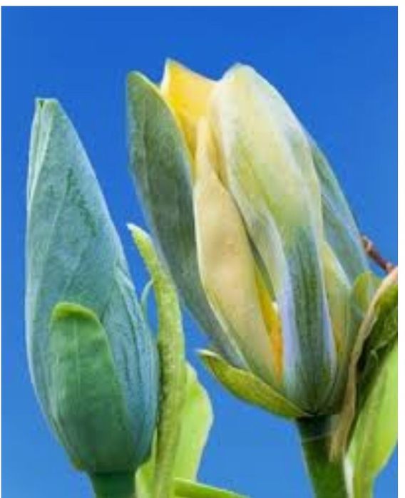 Magnolia Galbena si Albastra