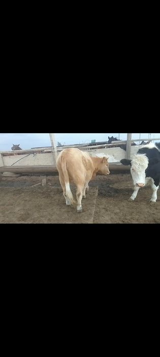 Продам телочек и бычков на мясо