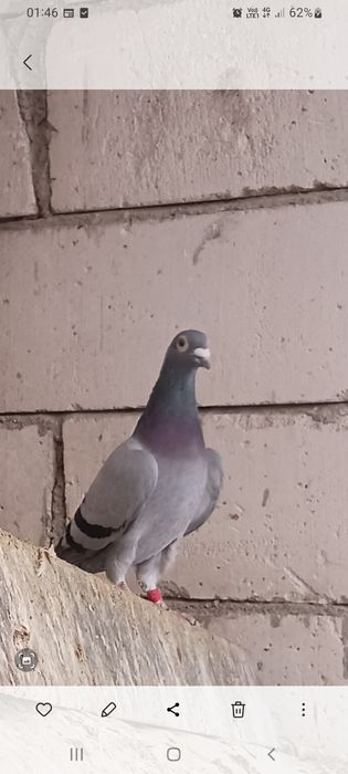Vând  sau schimb porumbei