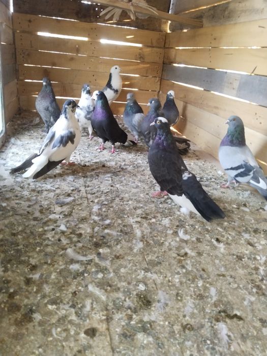 Голуби российские цена договорная