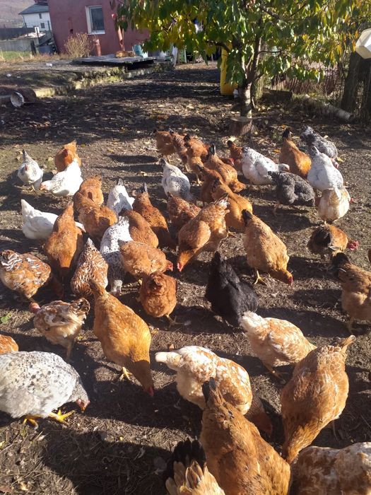 Vand puicute de curte