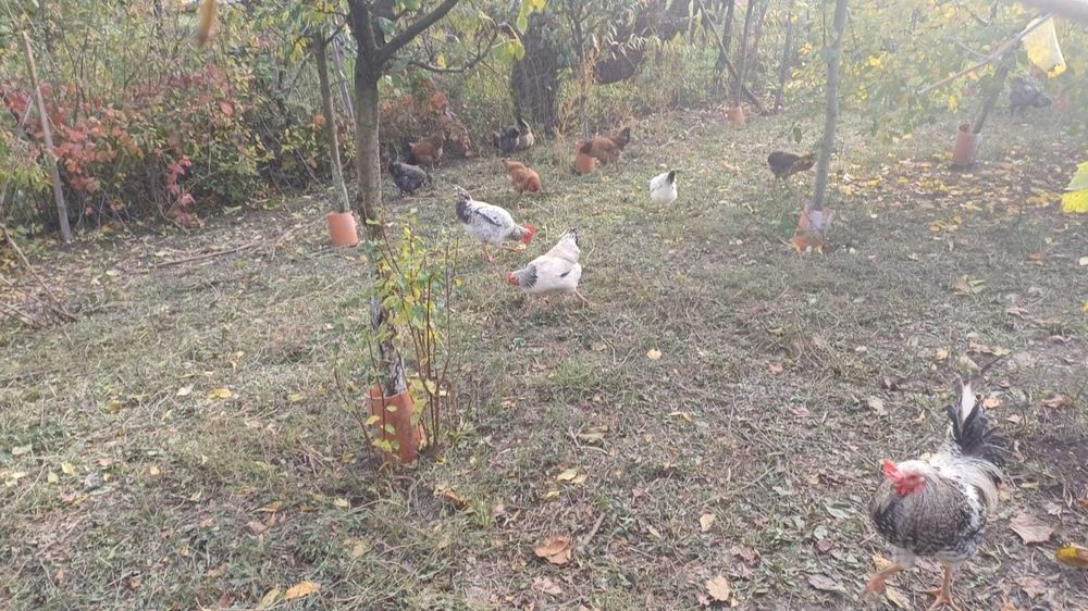 schimb cocosi cu puicute!!