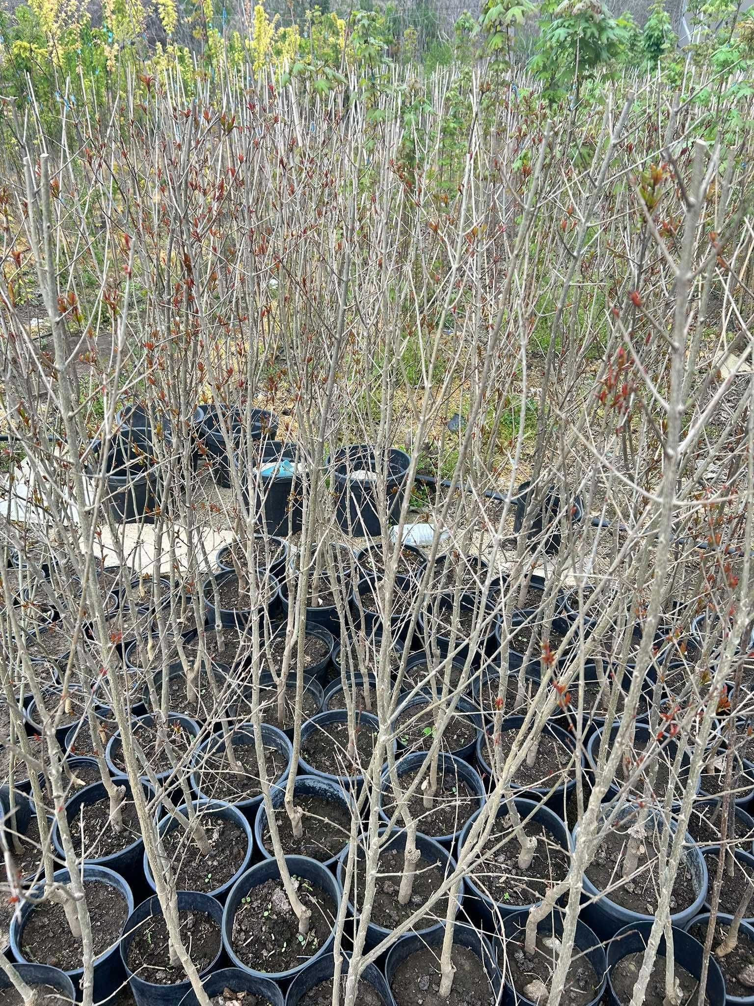 Нар фиданки  - Punika granatum  Студоустойчив и Самоопрашващ