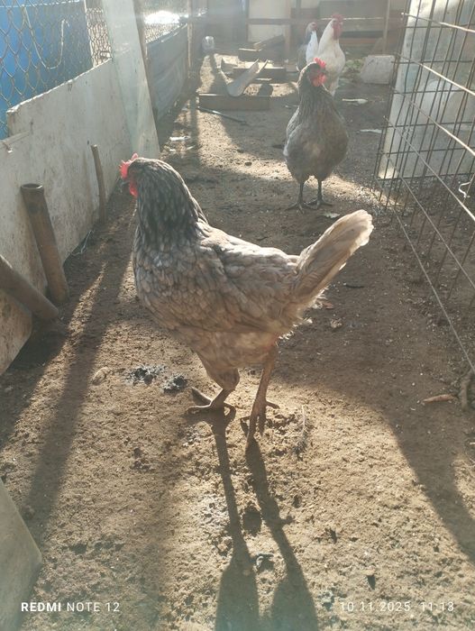 Даминант дамашния 1шт4000тг. + Бесплатные балапани