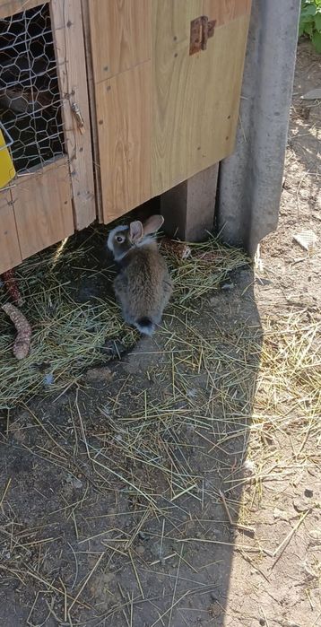 Disponibili 2 iepurași de 2 luni