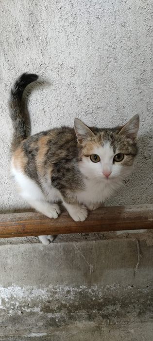 Отдам котенка в добрые руки