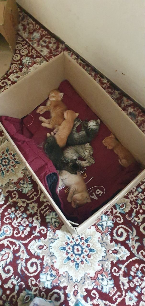 Hadiyaga 2oyli mushukchala beramiz