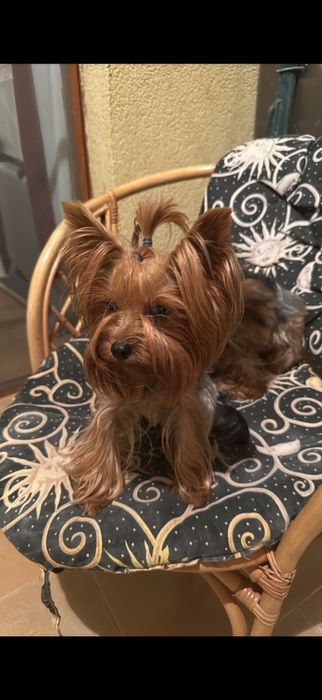 Уникална Принцеса Йорки