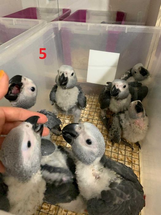 Папагали кралско Жако - ръчно хранени цени от 1100лв на ЕДРО!