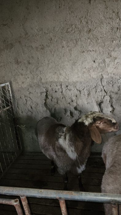 Пародали кучкор сотилади