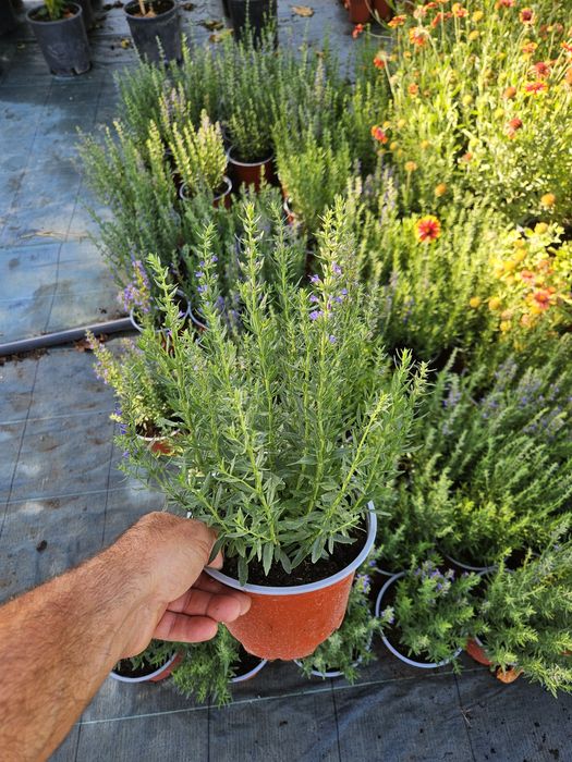 Rozmarin,ysop,mentă,cimbrișor citronela.