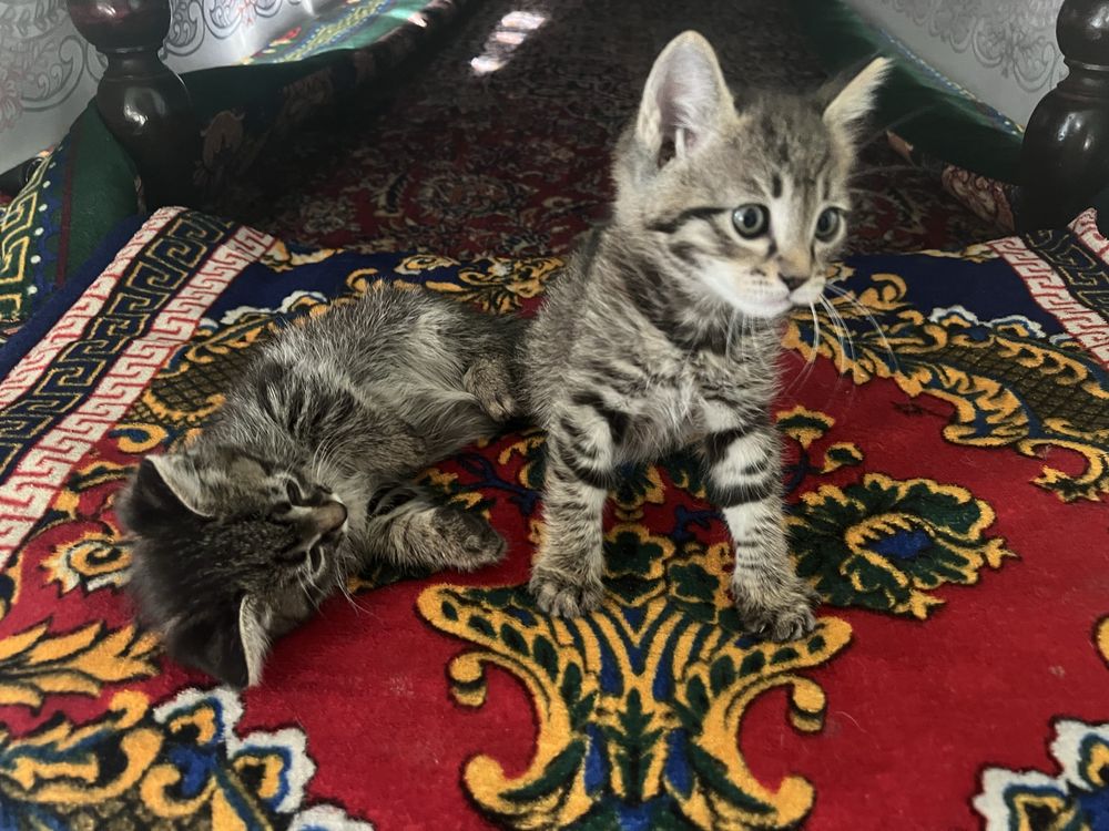 Отдам котят в хорошие руки