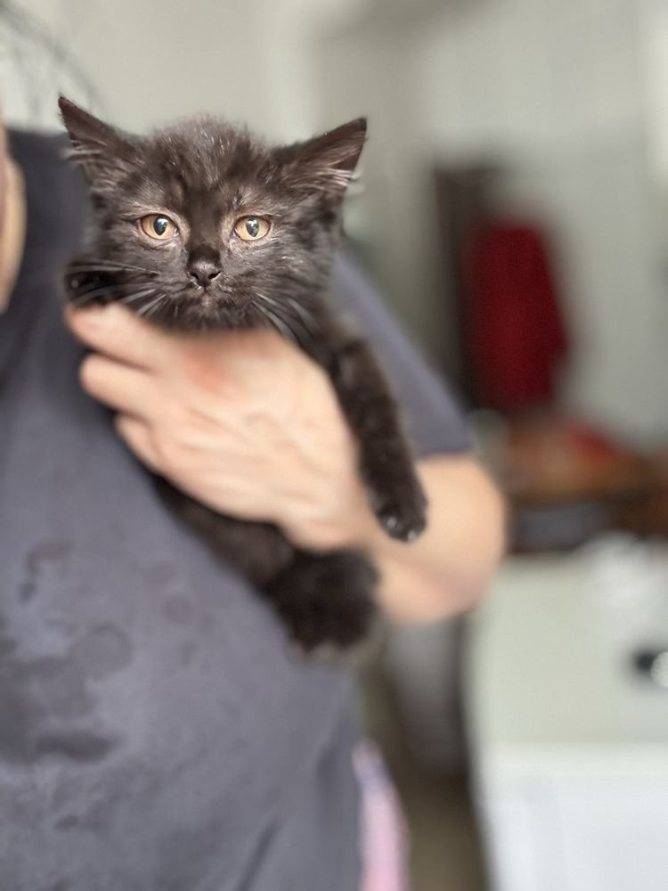 Милые котята ищут дом