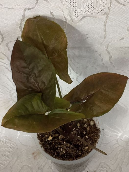 Комнатные цветы по Ташкенту