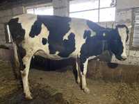 Juninca Holstein 3 ani cu vitea