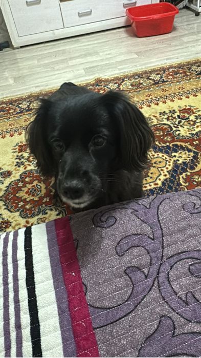 Вязка  спаниель