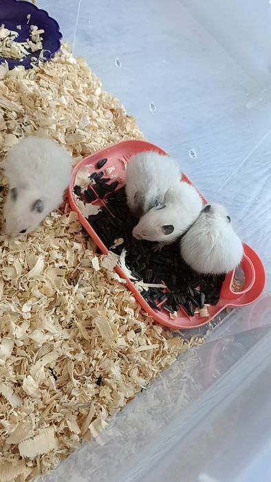 Продаются хомячки