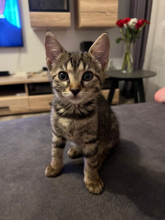 Adoptie pisicuta 7 luni, sterilizata, vaccinta, carnet de sanatate