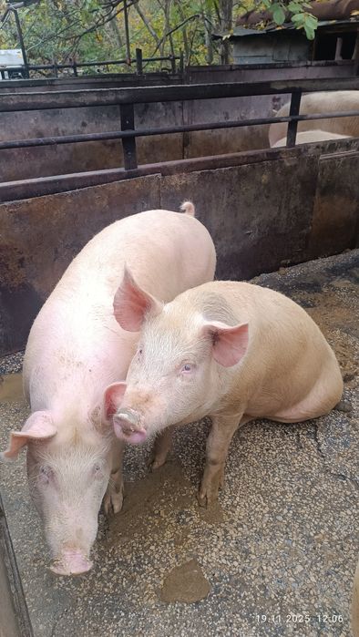 Бели прасета за клане