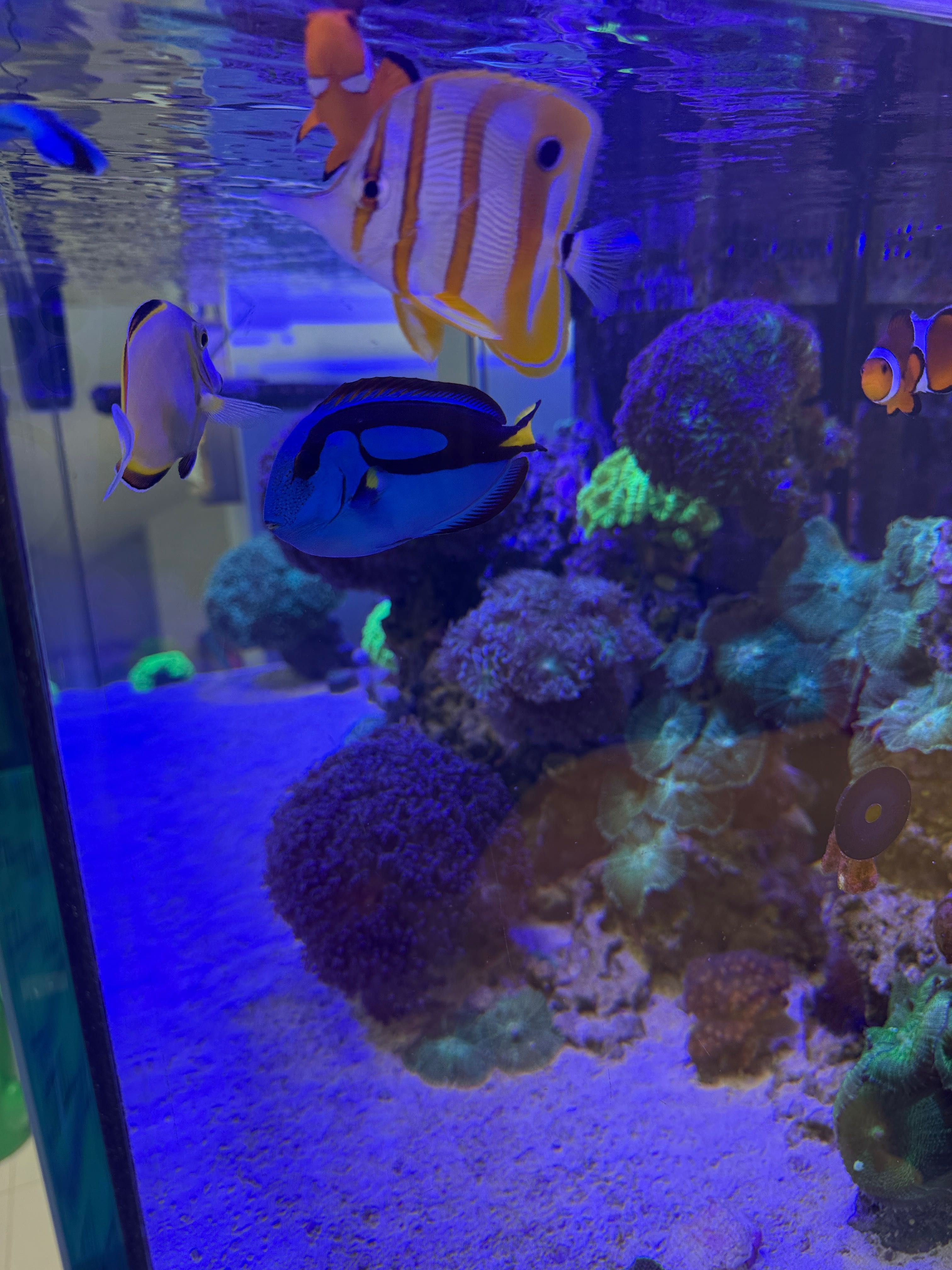 Морски Аквариум готова система всичко включено Red Sea 525XL. Red Sea