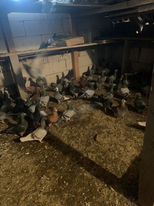 Vând porumbei voiajori