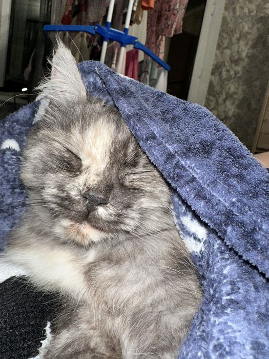 Кошечка ищет дом