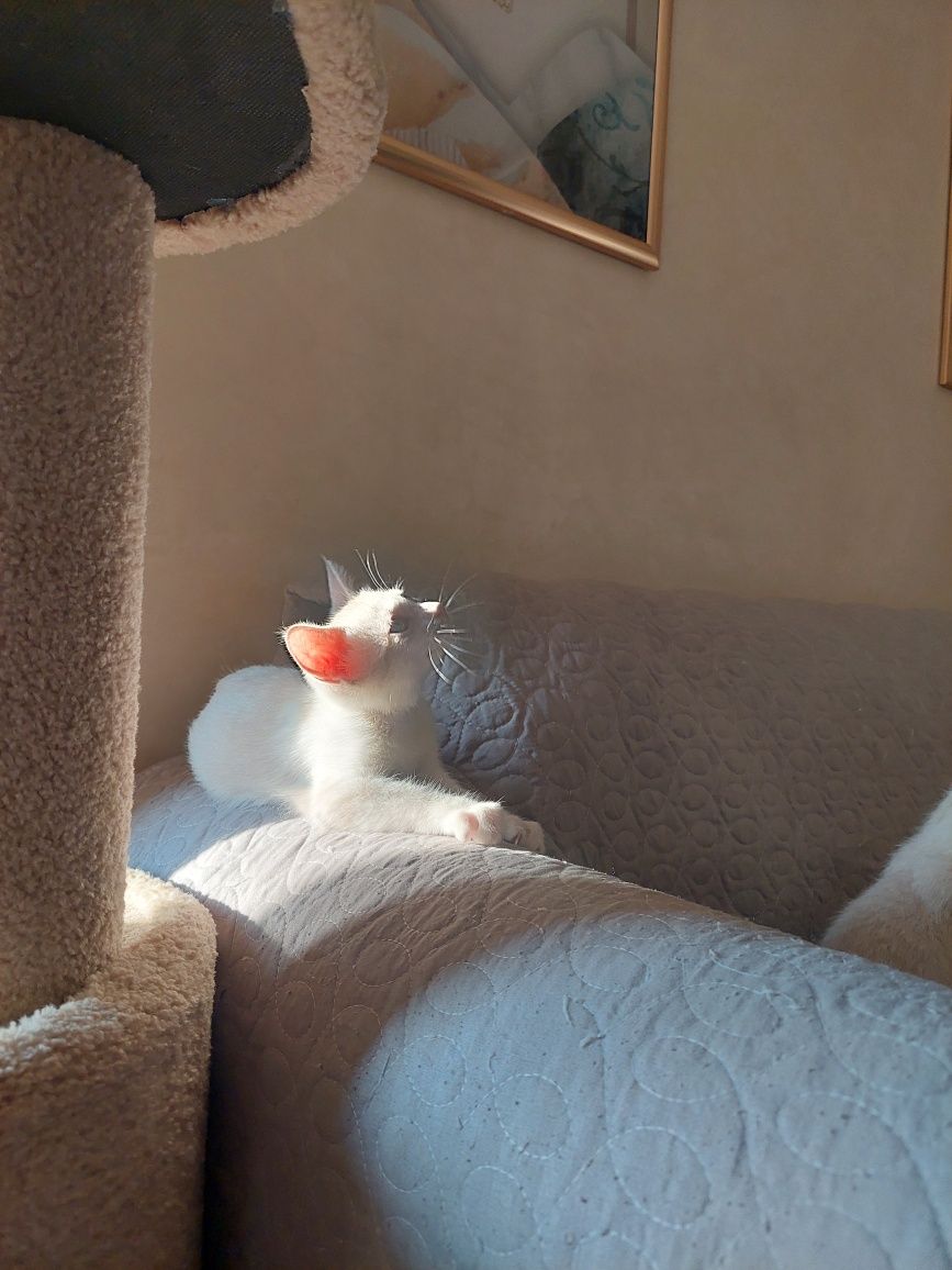 Котёнок девочка Ташкент