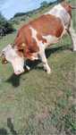 Vand vaca