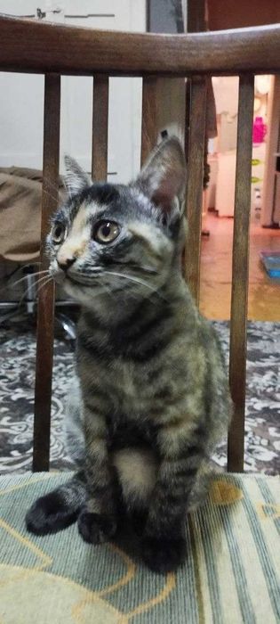 Отдам котят в хорошие руки
