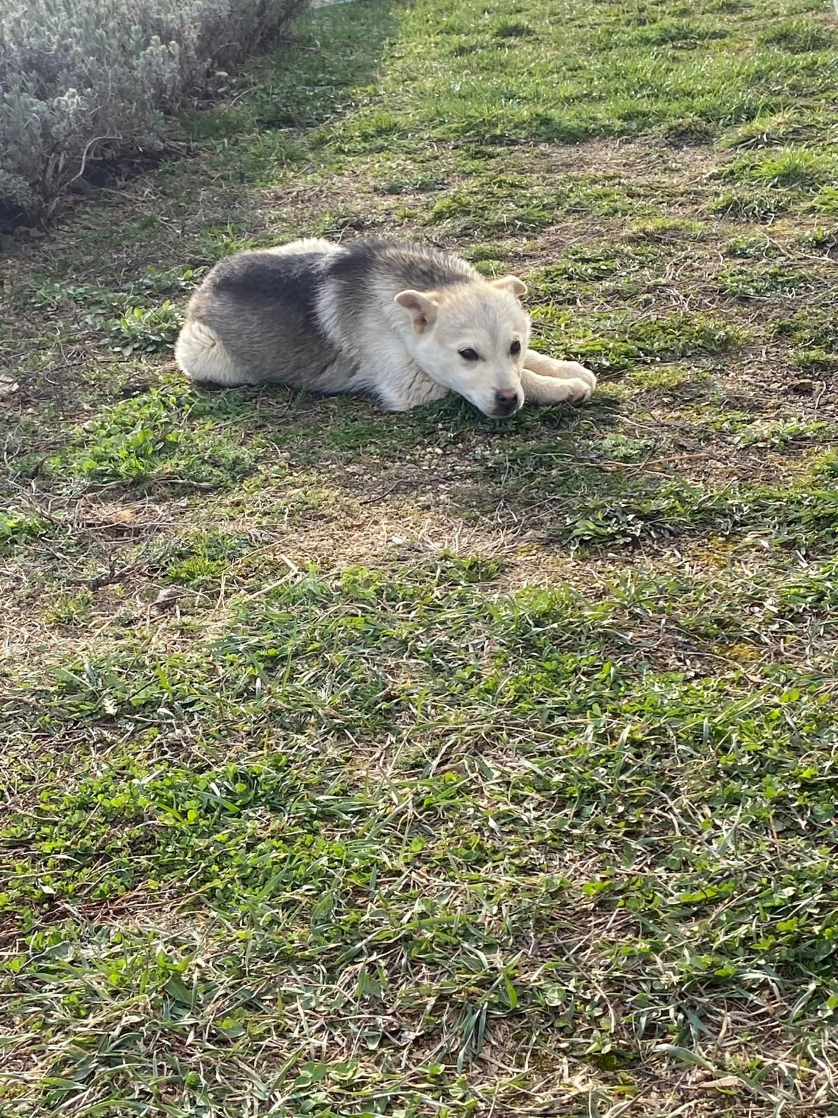 Ofer Catelușa husky