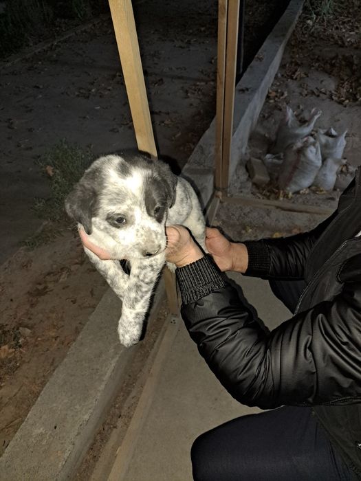 Сабака малчики 9 та