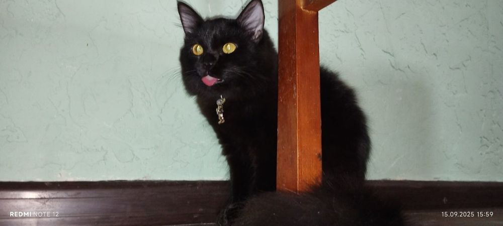 продам Йоркская шоколадная кошку