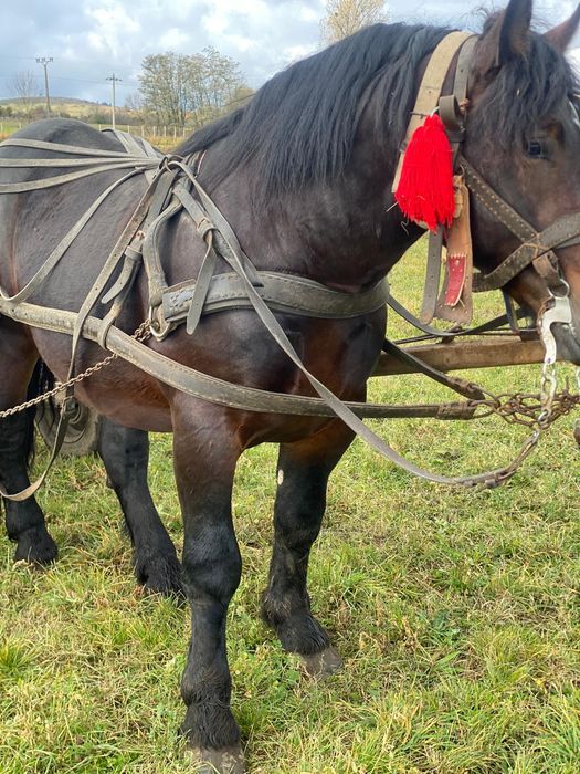 Mânz de 2ani și 5 luni  de vânzare în  sat Viscri jud Brașov
