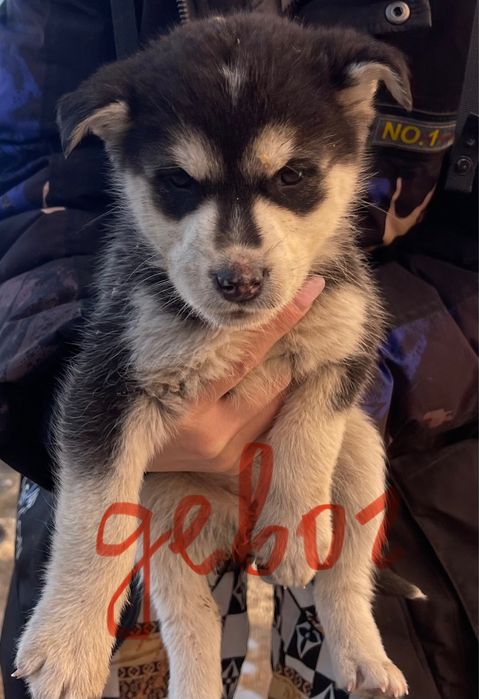 Отдам в добрые руки щенят