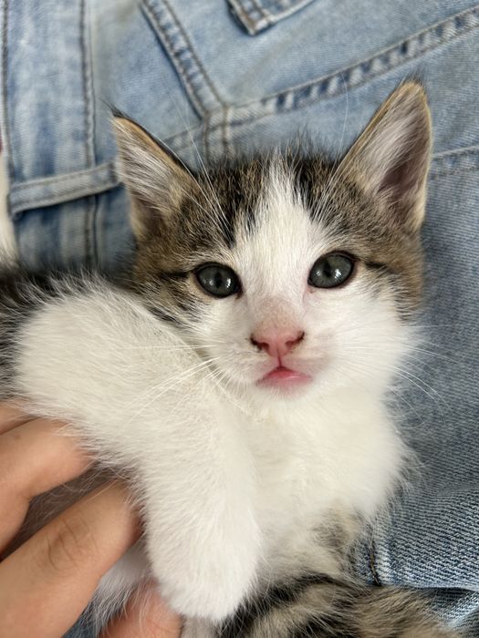 «Отдам котёнка бесплатно